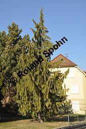 Nutka-Scheinzypresse 'Pendula', Goldzypresse 'Pendula', Chamaecyparis nootkatensis 'Pendula', Xanthocyparis nootkatensis 'Pendula', Cupressaceae, Chamaecyparis nootkatensis 'Pendula', Xanthocyparis nootkatensis 'Pendula', Nutka-Goldzypresse 'Pendula', Nutka-Scheinzypresse 'Pendula', fruchtend Kauf von 04182_chamaecyparis_nootkatensis_pendula_dsc_2040.jpg