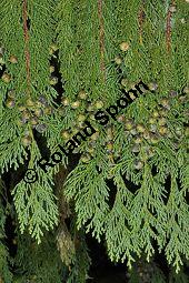 Nutka-Scheinzypresse 'Pendula', Goldzypresse 'Pendula', Chamaecyparis nootkatensis 'Pendula', Xanthocyparis nootkatensis 'Pendula', Cupressaceae, Chamaecyparis nootkatensis 'Pendula', Xanthocyparis nootkatensis 'Pendula', Nutka-Goldzypresse 'Pendula', Nutka-Scheinzypresse 'Pendula', fruchtend Kauf von 04182_chamaecyparis_nootkatensis_pendula_dsc_3471.jpg