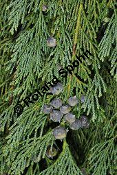 Nutka-Scheinzypresse 'Pendula', Goldzypresse 'Pendula', Chamaecyparis nootkatensis 'Pendula', Xanthocyparis nootkatensis 'Pendula', Cupressaceae, Chamaecyparis nootkatensis 'Pendula', Xanthocyparis nootkatensis 'Pendula', Nutka-Goldzypresse 'Pendula', Nutka-Scheinzypresse 'Pendula', fruchtend Kauf von 04182_chamaecyparis_nootkatensis_pendula_dsc_3472.jpg