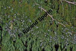 Nutka-Scheinzypresse 'Pendula', Goldzypresse 'Pendula', Chamaecyparis nootkatensis 'Pendula', Xanthocyparis nootkatensis 'Pendula', Cupressaceae, Chamaecyparis nootkatensis 'Pendula', Xanthocyparis nootkatensis 'Pendula', Nutka-Goldzypresse 'Pendula', Nutka-Scheinzypresse 'Pendula', fruchtend Kauf von 04182_chamaecyparis_nootkatensis_pendula_dsc_3473.jpg