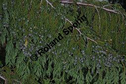 Nutka-Scheinzypresse 'Pendula', Goldzypresse 'Pendula', Chamaecyparis nootkatensis 'Pendula', Xanthocyparis nootkatensis 'Pendula', Cupressaceae, Chamaecyparis nootkatensis 'Pendula', Xanthocyparis nootkatensis 'Pendula', Nutka-Goldzypresse 'Pendula', Nutka-Scheinzypresse 'Pendula', fruchtend Kauf von 04182_chamaecyparis_nootkatensis_pendula_dsc_3476.jpg