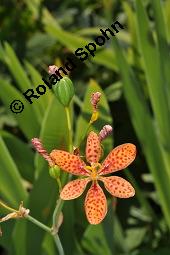 Leopardenblume, Brombeerlilie, Belamcanda chinensis, Belamcanda chinensis, Leopardenblume, Brombeerlilie, Iridaceae, Blühend und unreif fruchtend Kauf von 04243_belamcanda_chinensis_dsc_6806.jpg