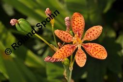 Leopardenblume, Brombeerlilie, Belamcanda chinensis, Belamcanda chinensis, Leopardenblume, Brombeerlilie, Iridaceae, Blühend und unreif fruchtend Kauf von 04243_belamcanda_chinensis_dsc_6807.jpg