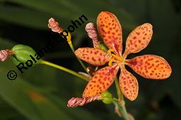 Leopardenblume, Brombeerlilie, Belamcanda chinensis, Belamcanda chinensis, Leopardenblume, Brombeerlilie, Iridaceae, Blühend und unreif fruchtend Kauf von 04243_belamcanda_chinensis_dsc_6808.jpg