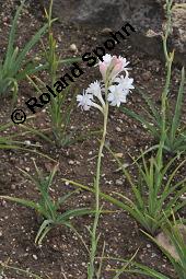 Tuberose, Nachthyazinthe, Polianthes tuberosa, Polianthes tuberosa, Tuberose, Nachthyazinthe, Agavaceae, Blühend Kauf von 04354_polianthes_tuberosa_dsc_7170.jpg