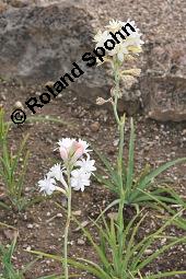 Tuberose, Nachthyazinthe, Polianthes tuberosa, Polianthes tuberosa, Tuberose, Nachthyazinthe, Agavaceae, Blühend Kauf von 04354_polianthes_tuberosa_dsc_7171.jpg