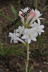 Tuberose, Nachthyazinthe, Polianthes tuberosa, Polianthes tuberosa, Tuberose, Nachthyazinthe, Agavaceae, Blühend Kauf von 04354_polianthes_tuberosa_dsc_7172.jpg