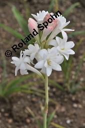 Tuberose, Nachthyazinthe, Polianthes tuberosa, Polianthes tuberosa, Tuberose, Nachthyazinthe, Agavaceae, Blühend Kauf von 04354_polianthes_tuberosa_dsc_7173.jpg