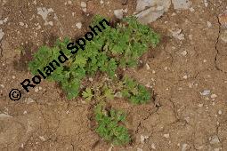 Ackerfrauenmantel, Aphanes arvensis, Alchemilla arvensis, Aphanes arvensis, Alchemilla arvensis, Ackerfrauenmantel, Gewöhnlicher Ackerfrauenmantel, Rosaceae, Blühend Kauf von 04359_aphanes_arvensis_dsc_2055.jpg