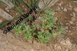 Ackerfrauenmantel, Aphanes arvensis, Alchemilla arvensis, Aphanes arvensis, Alchemilla arvensis, Ackerfrauenmantel, Gewöhnlicher Ackerfrauenmantel, Rosaceae, Blühend Kauf von 04359_aphanes_arvensis_dsc_2056.jpg