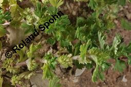 Ackerfrauenmantel, Aphanes arvensis, Alchemilla arvensis, Aphanes arvensis, Alchemilla arvensis, Ackerfrauenmantel, Gewöhnlicher Ackerfrauenmantel, Rosaceae, Blühend Kauf von 04359_aphanes_arvensis_dsc_2061.jpg