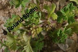 Ackerfrauenmantel, Aphanes arvensis, Alchemilla arvensis, Aphanes arvensis, Alchemilla arvensis, Ackerfrauenmantel, Gewöhnlicher Ackerfrauenmantel, Rosaceae, Blühend Kauf von 04359_aphanes_arvensis_dsc_2062.jpg