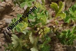 Ackerfrauenmantel, Aphanes arvensis, Alchemilla arvensis, Aphanes arvensis, Alchemilla arvensis, Ackerfrauenmantel, Gewöhnlicher Ackerfrauenmantel, Rosaceae, Blühend Kauf von 04359_aphanes_arvensis_dsc_2063.jpg