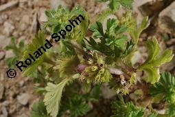 Ackerfrauenmantel, Aphanes arvensis, Alchemilla arvensis, Aphanes arvensis, Alchemilla arvensis, Ackerfrauenmantel, Gewöhnlicher Ackerfrauenmantel, Rosaceae, Blühend Kauf von 04359_aphanes_arvensis_dsc_2064.jpg