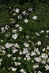 Eisenhutblättriger Hahnenfuß, Ranunculus aconitifolius, Ranunculus aconitifolius, Eisenhutblättriger Hahnenfuß, Ranunculaceae, Blühend Kauf von 04393_ranunculus_aconitifolius_dsc_1511.jpg