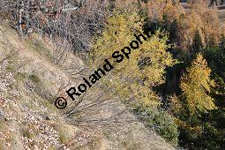 Lavendel-Weide, Salix elaeagnos, Salix incana, Salicaceae, Salix elaeagnos, Salix incana, Lavendel-Weide, männlich blühend Kauf von 04398_salix_elaeagnos_dsc_1128.jpg