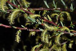 Lavendel-Weide, Salix elaeagnos, Salix incana, Salicaceae, Salix elaeagnos, Salix incana, Lavendel-Weide, männlich blühend Kauf von 04398_salix_elaeagnos_dsc_3325.jpg