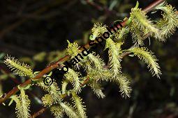 Lavendel-Weide, Salix elaeagnos, Salix incana, Salicaceae, Salix elaeagnos, Salix incana, Lavendel-Weide, männlich blühend Kauf von 04398_salix_elaeagnos_dsc_3326.jpg