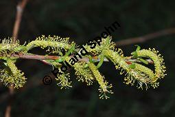 Lavendel-Weide, Salix elaeagnos, Salix incana, Salicaceae, Salix elaeagnos, Salix incana, Lavendel-Weide, männlich blühend Kauf von 04398_salix_elaeagnos_dsc_3327.jpg