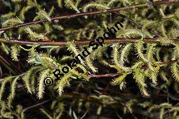 Lavendel-Weide, Salix elaeagnos, Salix incana, Salicaceae, Salix elaeagnos, Salix incana, Lavendel-Weide, männlich blühend Kauf von 04398_salix_elaeagnos_dsc_3328.jpg