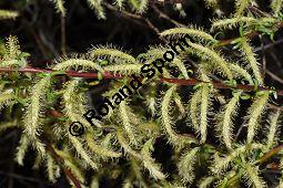 Lavendel-Weide, Salix elaeagnos, Salix incana, Salicaceae, Salix elaeagnos, Salix incana, Lavendel-Weide, männlich blühend Kauf von 04398_salix_elaeagnos_dsc_3329.jpg