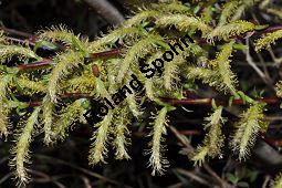 Lavendel-Weide, Salix elaeagnos, Salix incana, Salicaceae, Salix elaeagnos, Salix incana, Lavendel-Weide, männlich blühend Kauf von 04398_salix_elaeagnos_dsc_3330.jpg