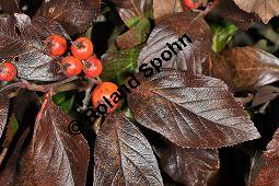 Lederblättriger Weißdorn, Leder-Weißdorn, Crataegus lavallei, Crataegus x lavallei 'Carrierei', Crataegus carrierei, Crataegus x lavallei 'Carrierei', Crataegus lavallei 'Carrierei', Crataegus carrierei, Lederblättriger Weißdorn, Crataegus x lavallei 'Carriere', Rosaceae, Blühend Kauf von 04595_crataegus_lavallei_carrierei_dsc_1018.jpg