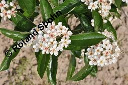 Lederblättriger Weißdorn, Leder-Weißdorn, Crataegus lavallei, Crataegus x lavallei 'Carrierei', Crataegus carrierei, Crataegus x lavallei 'Carrierei', Crataegus lavallei 'Carrierei', Crataegus carrierei, Lederblättriger Weißdorn, Crataegus x lavallei 'Carriere', Rosaceae, Blühend Kauf von 04595_crataegus_lavallei_dsc_4143.jpg