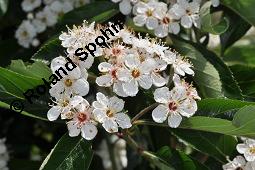 Lederblättriger Weißdorn, Leder-Weißdorn, Crataegus lavallei, Crataegus x lavallei 'Carrierei', Crataegus carrierei, Crataegus x lavallei 'Carrierei', Crataegus lavallei 'Carrierei', Crataegus carrierei, Lederblättriger Weißdorn, Crataegus x lavallei 'Carriere', Rosaceae, Blühend Kauf von 04595_crataegus_lavallei_dsc_4145.jpg