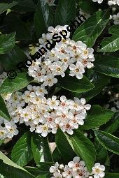 Lederblättriger Weißdorn, Leder-Weißdorn, Crataegus lavallei, Crataegus x lavallei 'Carrierei', Crataegus carrierei, Crataegus x lavallei 'Carrierei', Crataegus lavallei 'Carrierei', Crataegus carrierei, Lederblättriger Weißdorn, Crataegus x lavallei 'Carriere', Rosaceae, Blühend Kauf von 04595_crataegus_lavallei_dsc_4146.jpg