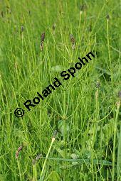 Sumpf-Schachtelhalm, Equisetum palustre, Equisetaceae, Equisetum palustre, Sumpf-Schachtelhalm, Habitat Kauf von 04636_equisetum_palustre_dsc_0271.jpg