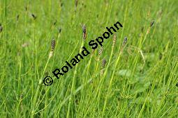 Sumpf-Schachtelhalm, Equisetum palustre, Equisetaceae, Equisetum palustre, Sumpf-Schachtelhalm, Habitat Kauf von 04636_equisetum_palustre_dsc_0272.jpg