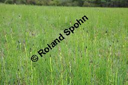 Sumpf-Schachtelhalm, Equisetum palustre, Equisetaceae, Equisetum palustre, Sumpf-Schachtelhalm, Habitat Kauf von 04636_equisetum_palustre_dsc_0276.jpg