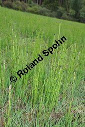 Sumpf-Schachtelhalm, Equisetum palustre, Equisetaceae, Equisetum palustre, Sumpf-Schachtelhalm, Habitat Kauf von 04636_equisetum_palustre_dsc_0277.jpg