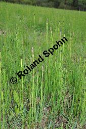 Sumpf-Schachtelhalm, Equisetum palustre, Equisetaceae, Equisetum palustre, Sumpf-Schachtelhalm, Habitat Kauf von 04636_equisetum_palustre_dsc_0278.jpg