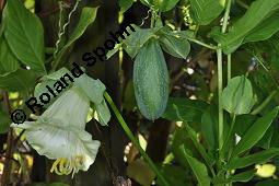 Glockenrebe, Cobaea scandens, Cobaea scandens, Glockenrebe, Cobaeaceae, fruchtend Kauf von 04640_cobaea_scandens_dsc_7574.jpg
