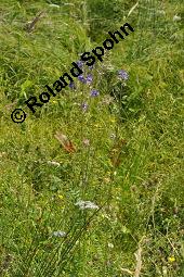 Blaue Himmelsleiter, Blaues Sperrkraut, Blaue Jakobsleiter, Polemonium caeruleum, Polemonium coeruleum, Polemonium caeruleum, Polemonium coeruleum, Blaue Himmelsleiter, Blaues Sperrkraut, Blaue Jakobsleiter, Polemoniaceae, Habitat Kauf von 04641_polemonium_caeruleum_dsc_4608.jpg