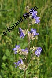 Blaue Himmelsleiter, Blaues Sperrkraut, Blaue Jakobsleiter, Polemonium caeruleum, Polemonium coeruleum, Polemonium caeruleum, Polemonium coeruleum, Blaue Himmelsleiter, Blaues Sperrkraut, Blaue Jakobsleiter, Polemoniaceae, Habitat Kauf von 04641_polemonium_caeruleum_dsc_4609.jpg