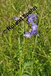 Blaue Himmelsleiter, Blaues Sperrkraut, Blaue Jakobsleiter, Polemonium caeruleum, Polemonium coeruleum, Polemonium caeruleum, Polemonium coeruleum, Blaue Himmelsleiter, Blaues Sperrkraut, Blaue Jakobsleiter, Polemoniaceae, Habitat Kauf von 04641_polemonium_caeruleum_dsc_4610.jpg