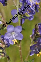 Blaue Himmelsleiter, Blaues Sperrkraut, Blaue Jakobsleiter, Polemonium caeruleum, Polemonium coeruleum, Polemonium caeruleum, Polemonium coeruleum, Blaue Himmelsleiter, Blaues Sperrkraut, Blaue Jakobsleiter, Polemoniaceae, Habitat Kauf von 04641_polemonium_caeruleum_dsc_4611.jpg