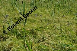 Blaue Himmelsleiter, Blaues Sperrkraut, Blaue Jakobsleiter, Polemonium caeruleum, Polemonium coeruleum, Polemonium caeruleum, Polemonium coeruleum, Blaue Himmelsleiter, Blaues Sperrkraut, Blaue Jakobsleiter, Polemoniaceae, Habitat Kauf von 04641_polemonium_caeruleum_dsc_4613.jpg