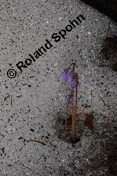 Großes Alpenglöckchen, Alpen-Troddelblume, Soldanella alpina, Soldanella alpina, Großes Alpenglöckchen, Alpen-Troddelblume, Primulaceae, Blühend Kauf von 04671_soldanella_alpina_dsc_2417.jpg
