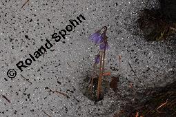 Großes Alpenglöckchen, Alpen-Troddelblume, Soldanella alpina, Soldanella alpina, Großes Alpenglöckchen, Alpen-Troddelblume, Primulaceae, Blühend Kauf von 04671_soldanella_alpina_dsc_2418.jpg