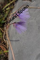 Großes Alpenglöckchen, Alpen-Troddelblume, Soldanella alpina, Soldanella alpina, Großes Alpenglöckchen, Alpen-Troddelblume, Primulaceae, Blühend Kauf von 04671_soldanella_alpina_dsc_2419.jpg