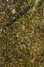 Zypressen-Schlafmoos, Hypnum cupressiforme, Hypnum cupressiforme, Zypressen-Schlafmoos, Moose, Thallus, an Rot-Buche, Fagus sylvatica Kauf von 04706_hypnum_cupressiforme_dsc_8492.jpg