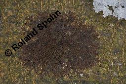 Breites Sackmoos, Breites Wassersackmoos, Frullania dilatata, Frullania dilatata, Breites Sackmoos, Breites Wassersackmoos, Lebermoose, Habitus, an Rot-Buche, Fagus sylvatica, zusammen mit Radula complanata, Flachblättriges Kratzmoos Kauf von 04792_frullania_dilatata_dsc_8208.jpg