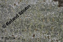 Schriftflechte, Graphis scripta, Graphis scripta, Schriftflechte, Flechten, Habitus, mit Apothezien auf Rot-Buche, Fagus sylvatica Kauf von 04795_graphis_scripta_dsc_5324.jpg