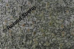 Schriftflechte, Graphis scripta, Graphis scripta, Schriftflechte, Flechten, Habitus, mit Apothezien auf Rot-Buche, Fagus sylvatica Kauf von 04795_graphis_scripta_dsc_5325.jpg