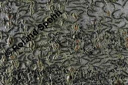 Schriftflechte, Graphis scripta, Graphis scripta, Schriftflechte, Flechten, Habitus, mit Apothezien auf Rot-Buche, Fagus sylvatica Kauf von 04795_graphis_scripta_dsc_5326.jpg