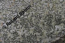 Schriftflechte, Graphis scripta, Graphis scripta, Schriftflechte, Flechten, Habitus, mit Apothezien auf Rot-Buche, Fagus sylvatica Kauf von 04795_graphis_scripta_dsc_5327.jpg